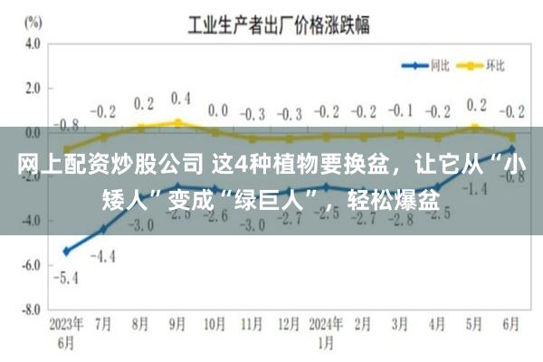 网上配资炒股公司 这4种植物要换盆，让它从“小矮人”变成“绿巨人”，轻松爆盆